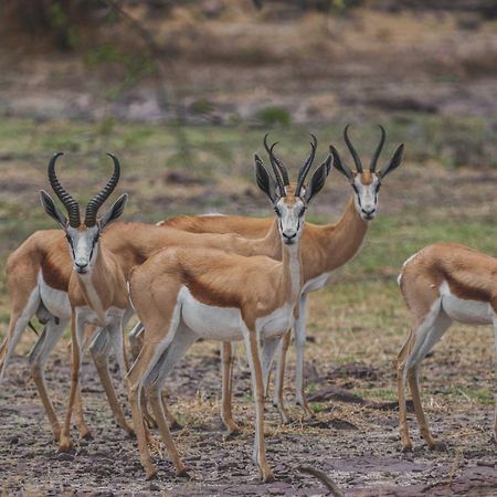 Grassland Safari Lodge Ghanzi Ngoại thất bức ảnh